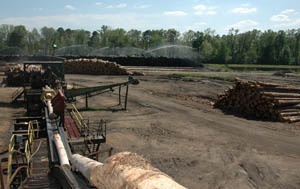 Ray White Lumber Mill